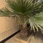 نخل واشنطني نخلات 6