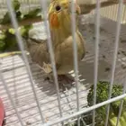 طيور كروان للبيع