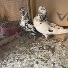 جوز خرش ونمش