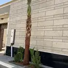 نخيل وزيتون نخل