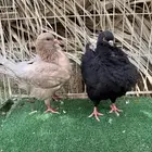 جوز كنق بانتاجه