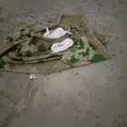 ارنب ذكر للبيع ابيض