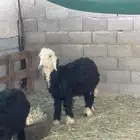 خروف نجدي للبيع
