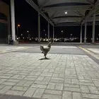 دجاج براهما طقم