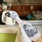 فرخ كاسكو انتاج محلي
