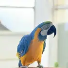 ببغاء مكاو بلو اند قولد