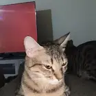 قطط للتبني