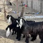 عوارض ثنوات وتيوس بالدوادمي