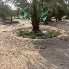 نخيل للبيع