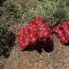 بصل ساجر