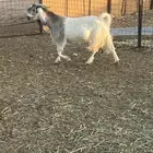 عنز مشروكة طيبه وفيها حليب مهب واجد مبيوع ولدها قبل فتره