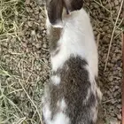 ذكر وحد انثئ 2