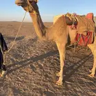 رحول ابل عمانيه