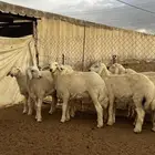 طليان حريه للبيع