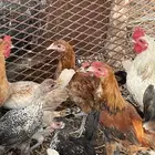 صوص بلادي وباكستاني