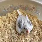 عشاق الطفرات والغر فرخين كوكتيل