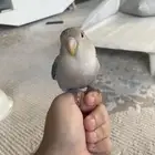 روز هدد نشبه