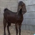 جفره طيبه. تم البيع