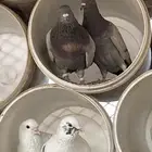 حمام توه متوالف وجوزين مبيضات والباقي يعشش