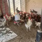 ديكه نظيفه وجاهزه للاكل او للانتاج