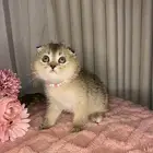 قطط سكوتش تربل فولد منشكن