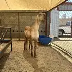 رخل درمانيه صنف