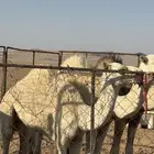 حشو طيبات
