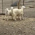 ذبايح فاخر حري ونجدي