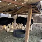 الطيان ورخال العدد 15