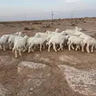 بهم حري مراح