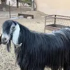 تيس فحل عارضي