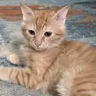 قط للتبني