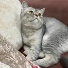 قط للتبني موقت