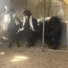 تيوس عوارض