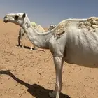 عشرا وضحت