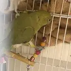 ببغاء دره للبيع
