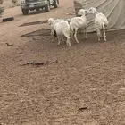 4 ضان