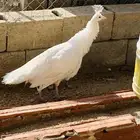 انثا طاوس سمك