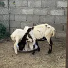 نعجه منتوج