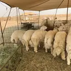 طليان حري ذبايح مناسبات بااقل الاسعار يوجد توصيل