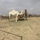 للبيع ناقه لقحه مغتر