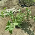 نبات الشار