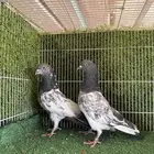 زوج فيروز بوري