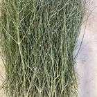 مرخ جديد وطازج السعر 15