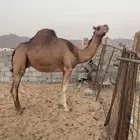 ناقه حمرا ساحليه منوه القناي تم البيع
