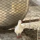 سلام عليكم عارض جوز فرنسي وجوز قمري هولندي يوجد له مقطع