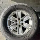 جنوط كويتيات اصلي وكاله ( تم البيع )