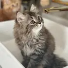 قطط عمرها شهريين