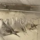 للبيع حمام قماري هولندي