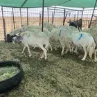 شياه دفييع ومضاريع فواخر